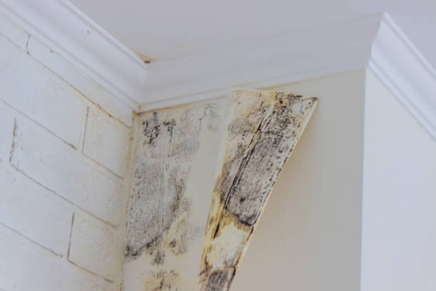 Best Water damage restoration mold remediation  in USA